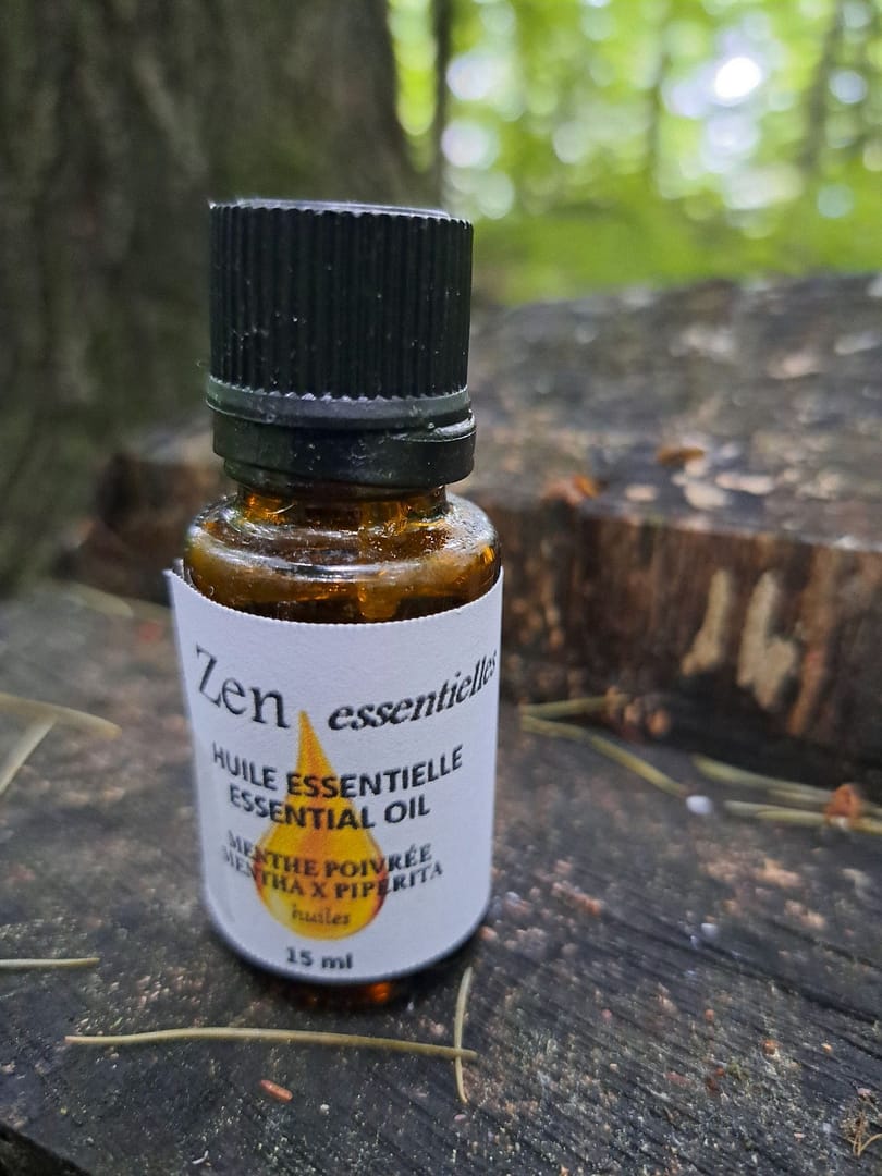 Menthe poivrée (Mentha x piperita) Qualité alimentaire